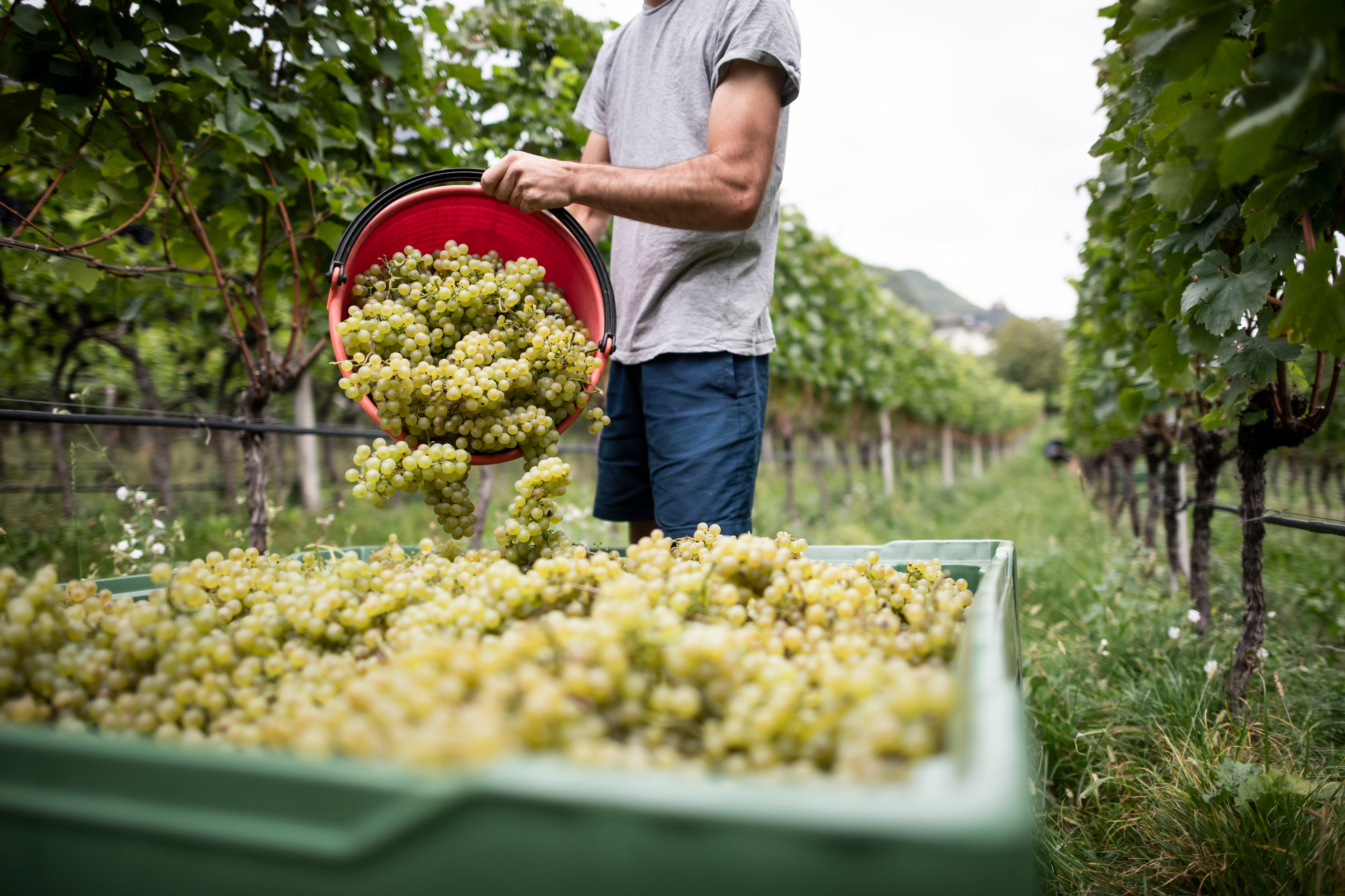 Chardonnay Bergmannhof online kaufen