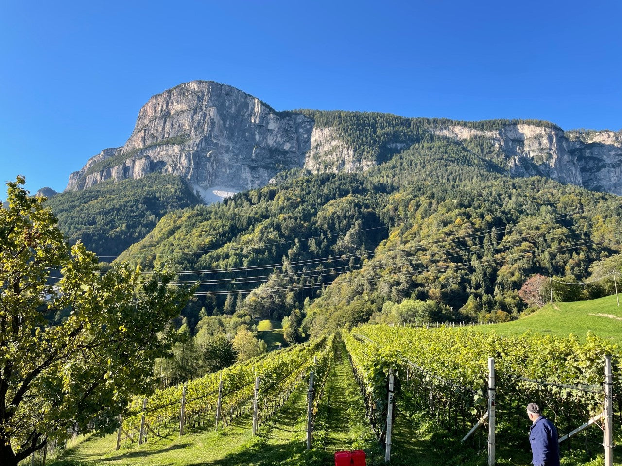 Gaider Weissburgunder Bergmannhof online kaufen