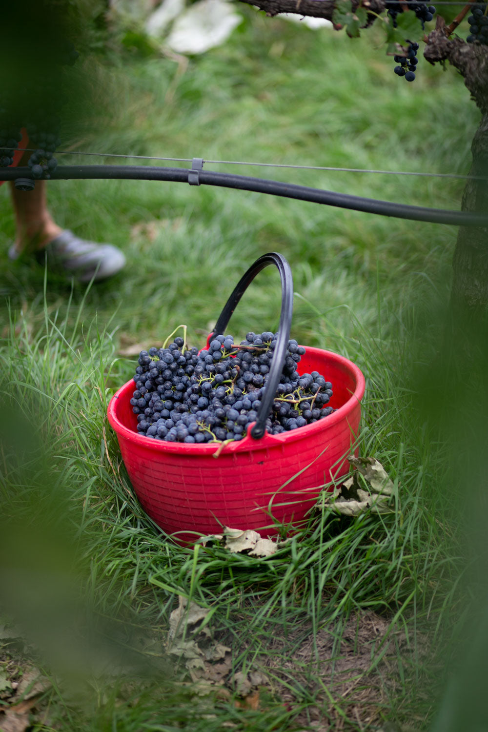 Hoamet Vernatsch Bergmannhof online kaufen