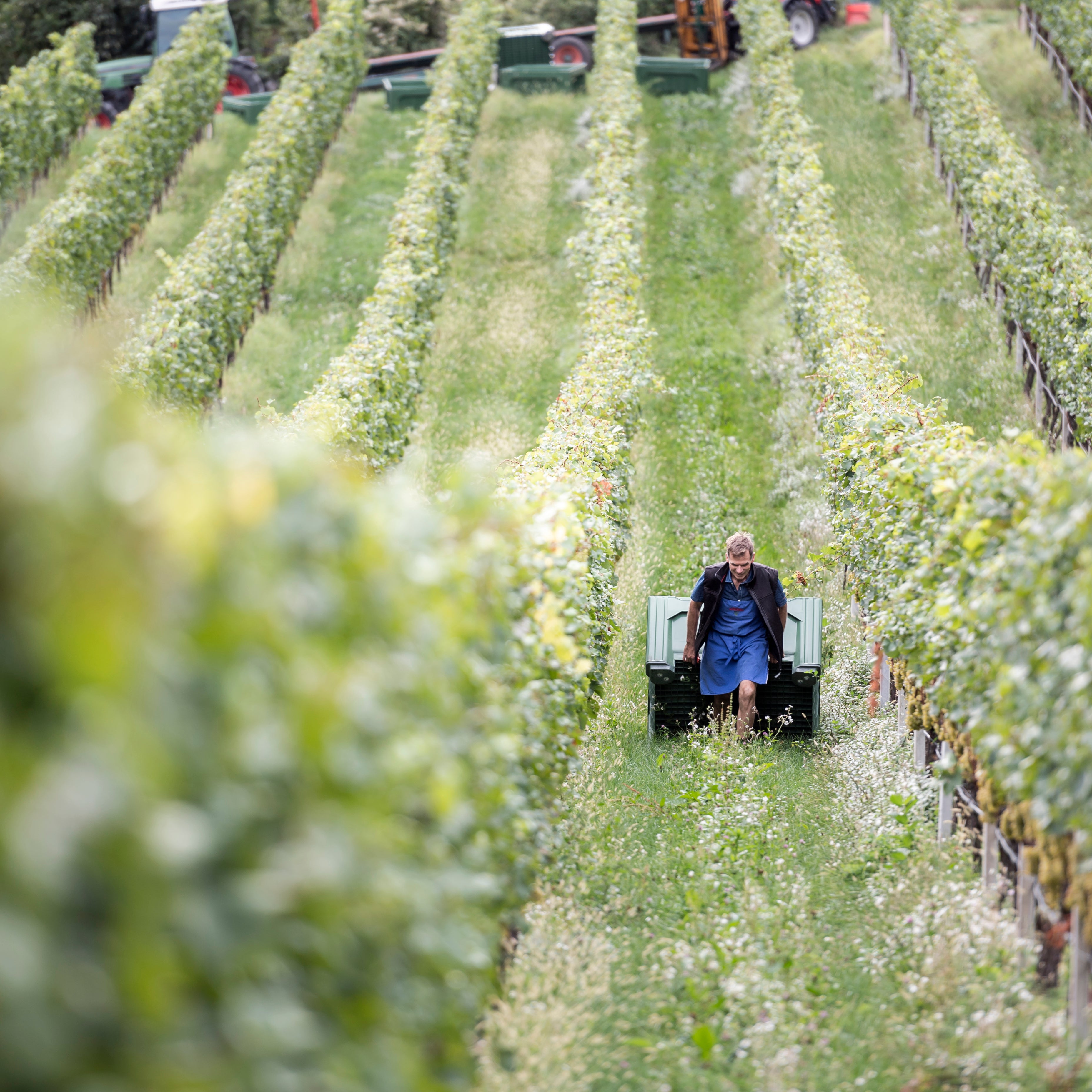 organic winery south tyrol eppan bergmannhof
