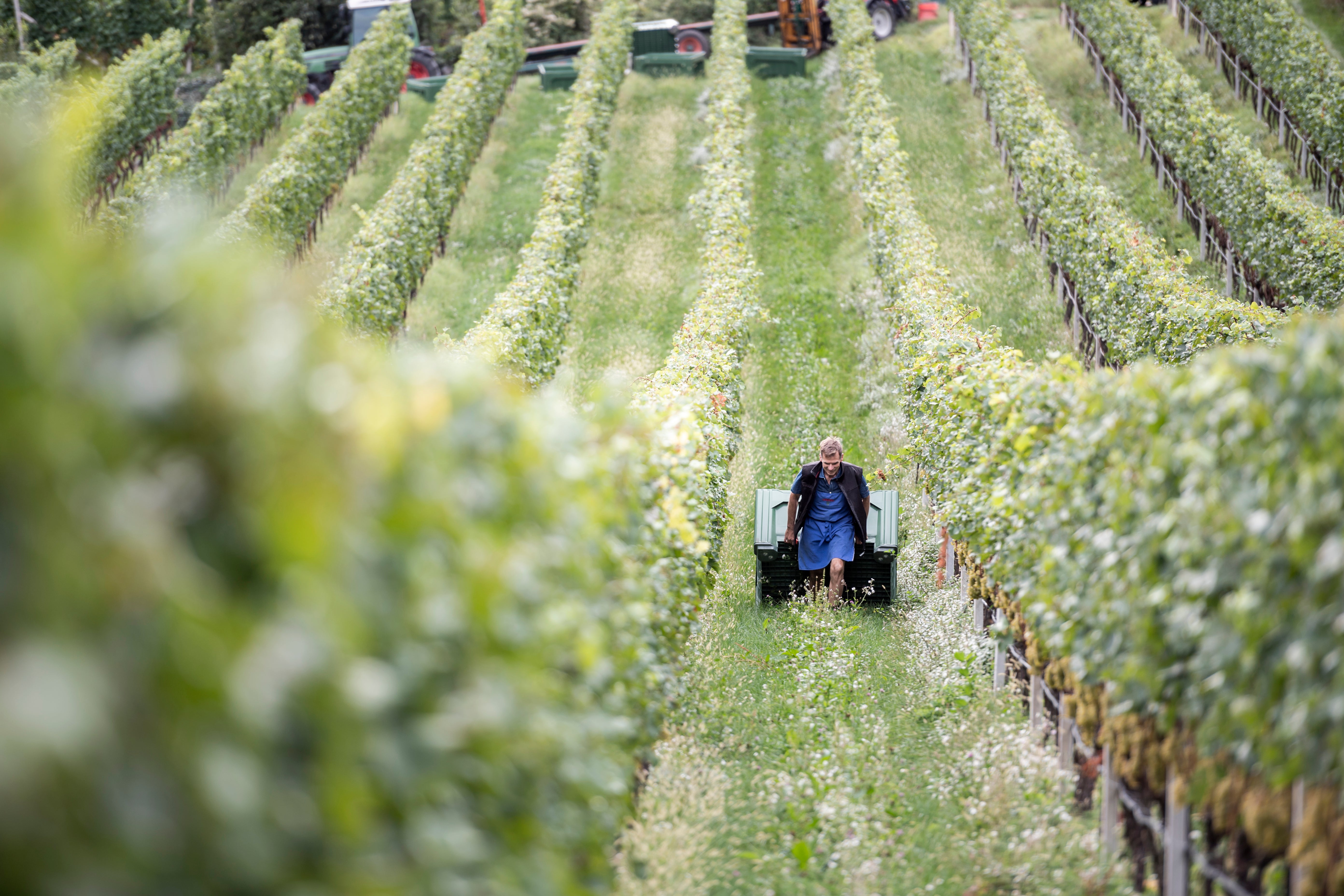 organic winery south tyrol eppan bergmannhof