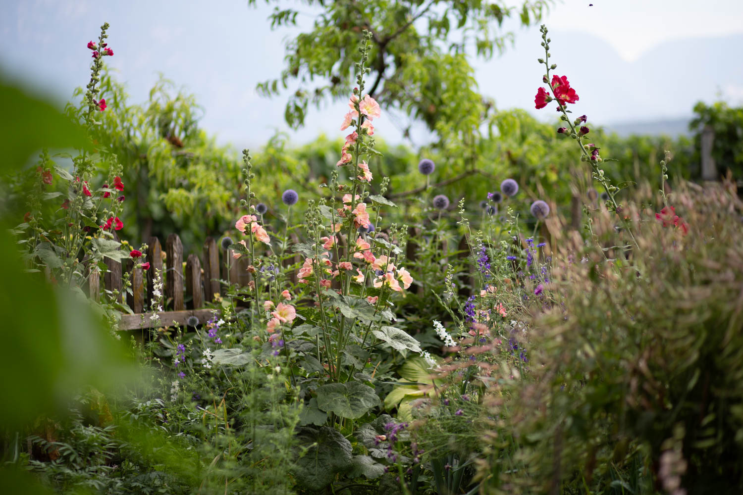 visit organic winery tour bergmannhof book online