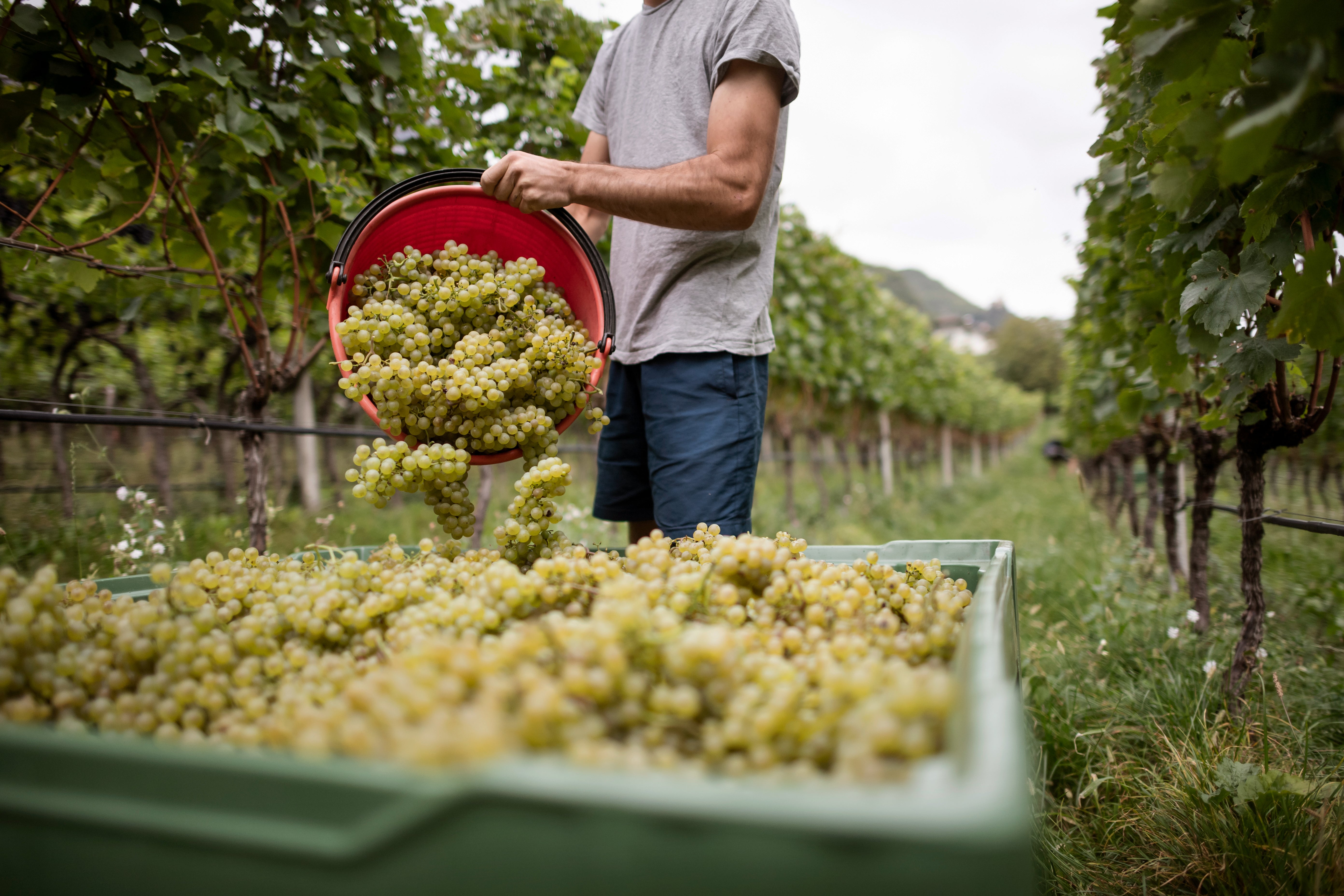 frische weissweine kleines weingut kaufen online 
