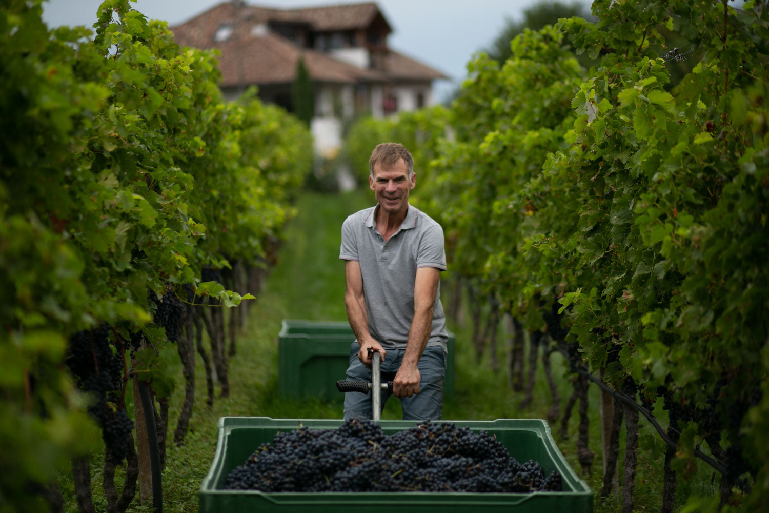 generationsweingut suedtirol freie weinbauern