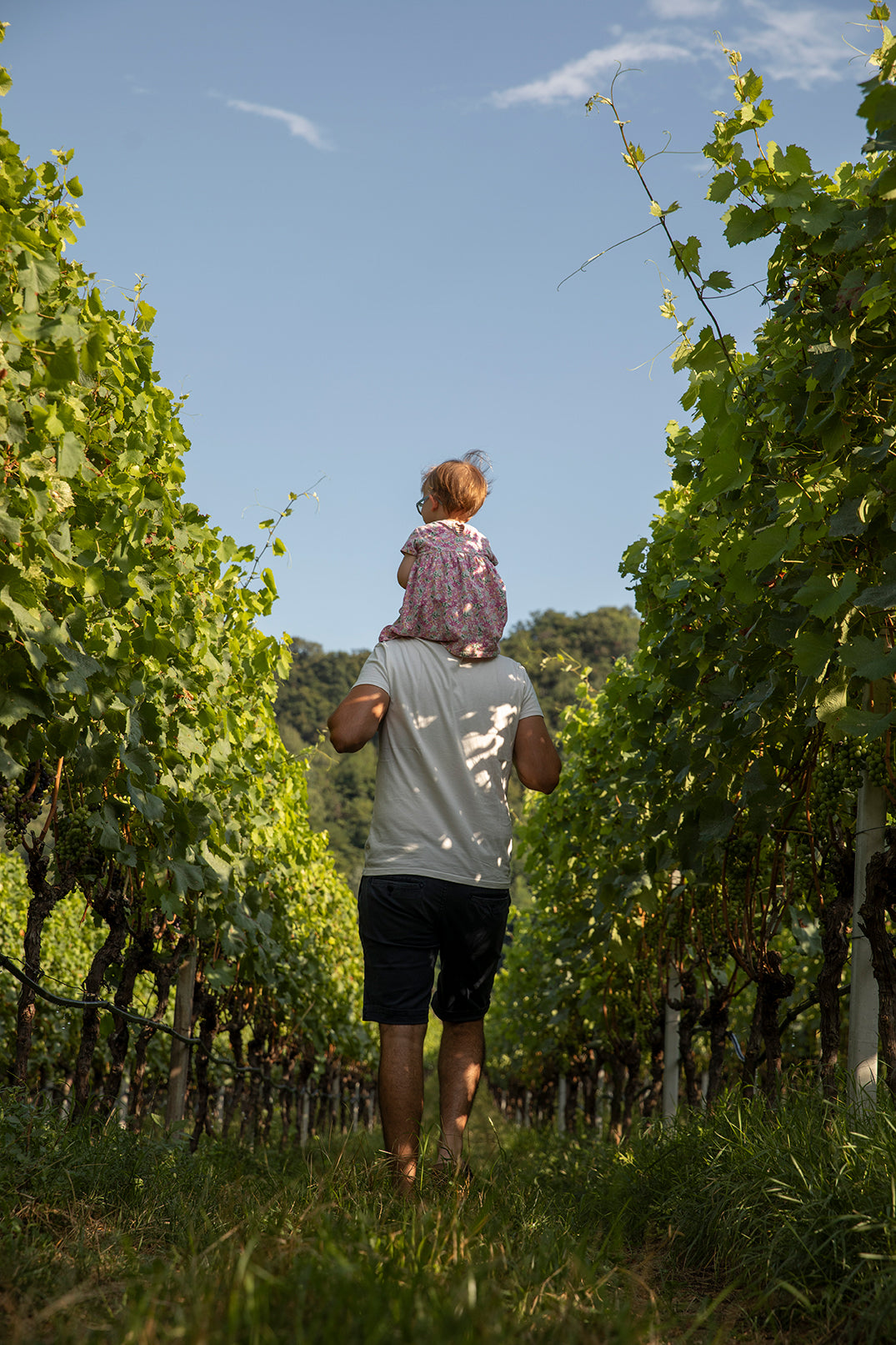 organic winery south tyrol bergmannhof